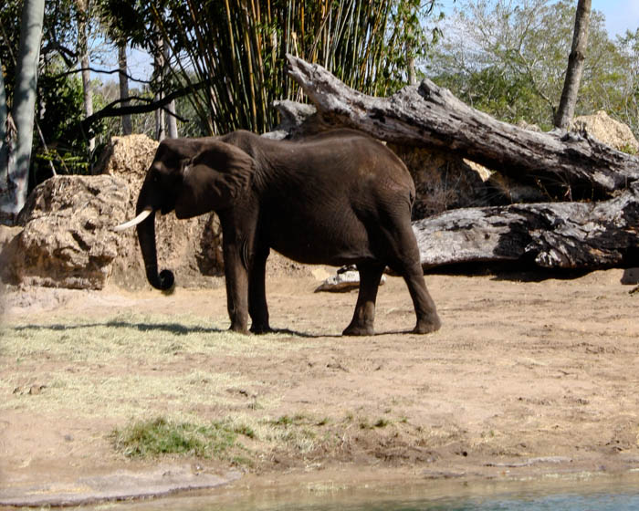 The Kilimanjaro Safaris at Walt Disney World - Disney's Animal Kingdom, Lake Buena Vista, Florida