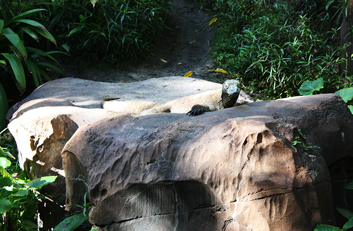 The Maharajah Jungle Trek at Walt Disney World - Disney's Animal Kingdom, Lake Buena Vista, Florida