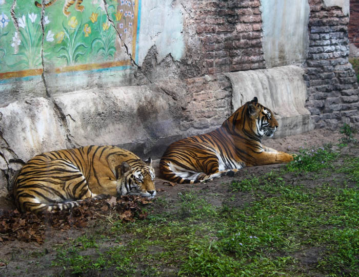 The Maharajah Jungle Trek at Walt Disney World - Disney's Animal Kingdom, Lake Buena Vista, Florida