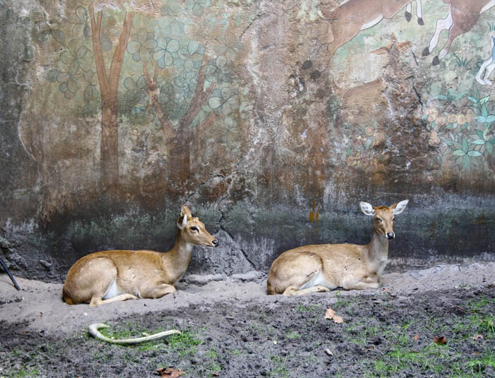 The Maharajah Jungle Trek at Walt Disney World - Disney's Animal Kingdom, Lake Buena Vista, Florida