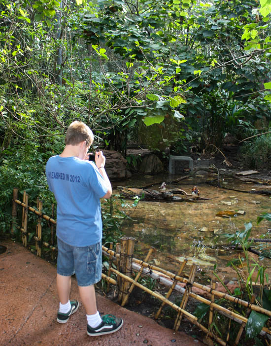 The Maharajah Jungle Trek at Walt Disney World - Disney's Animal Kingdom, Lake Buena Vista, Florida