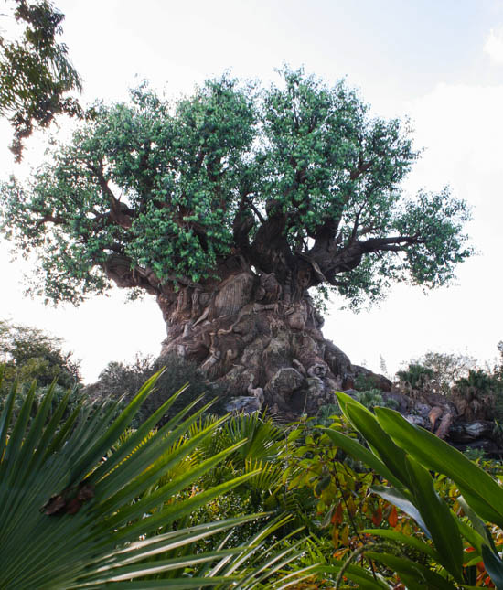 The Tree Of Life at Walt Disney World - Disney's Animal Kingdom, Lake Buena Vista, Florida