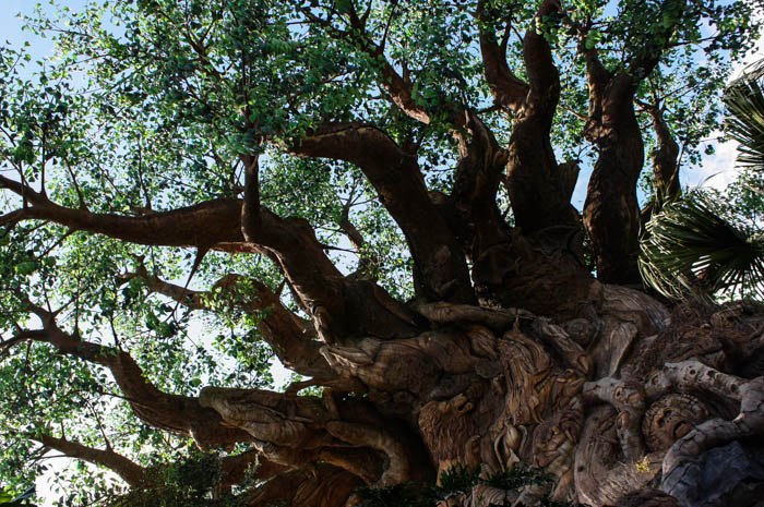 The Tree Of Life at Walt Disney World - Disney's Animal Kingdom, Lake Buena Vista, Florida